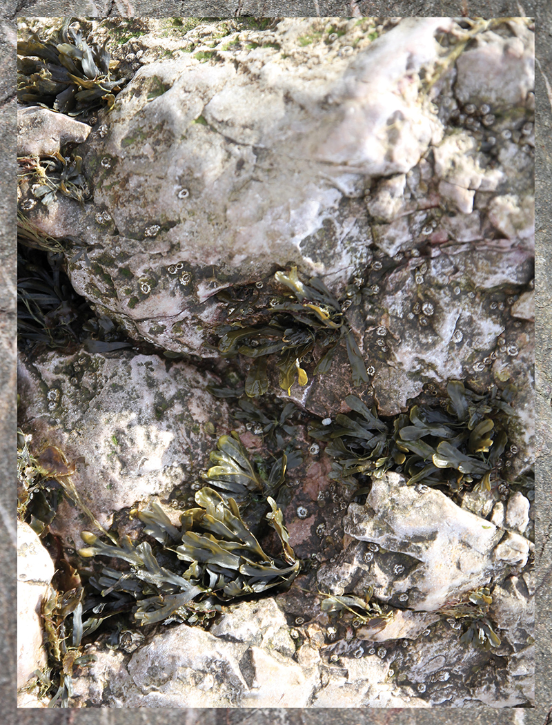 clitandre-littoral-2020-detail-02-LOW